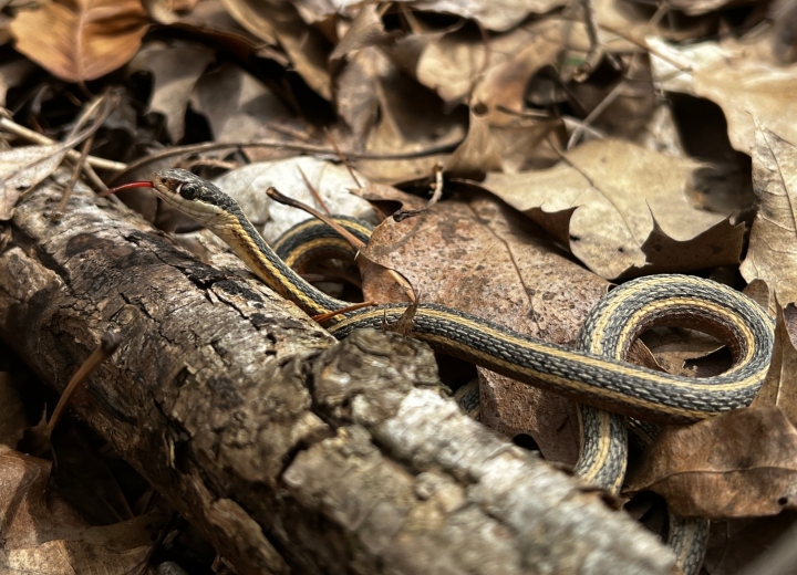 Northern Ribbon Snake